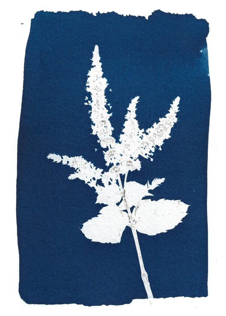 Cyanotype feuille de menthe
